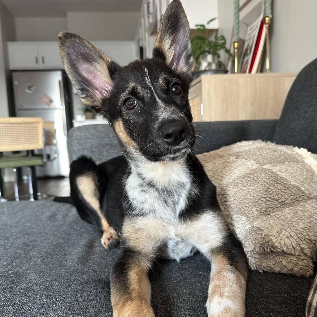 Wordle, an adoptable Shepherd in Sioux Falls, SD, 57106 | Photo Image 6