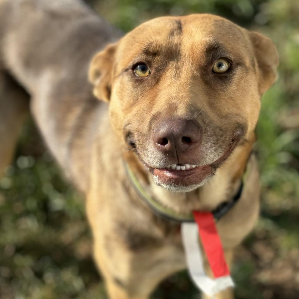 Coco, an adoptable Husky in Mankato, MN, 56001 | Photo Image 2