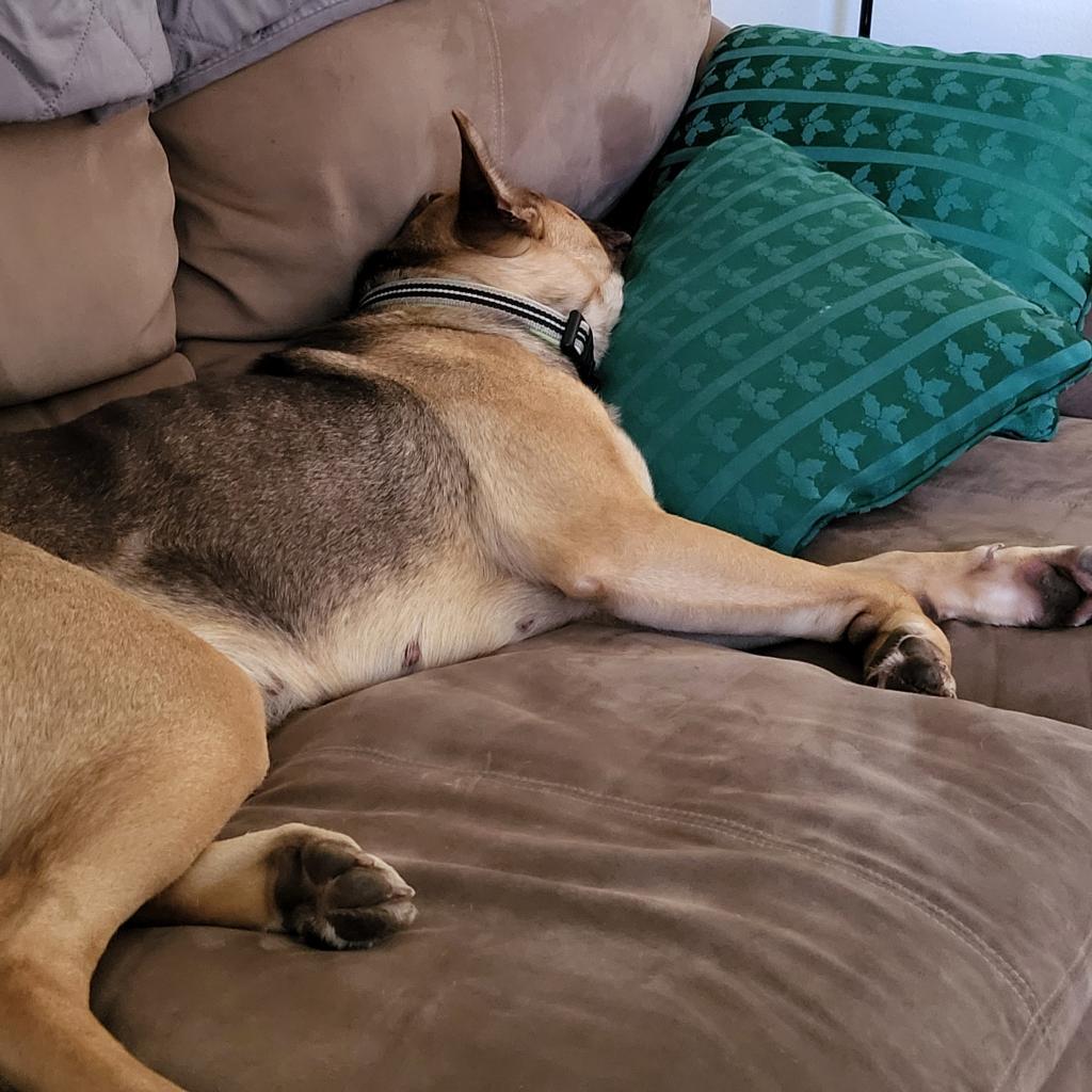 Coco, an adoptable German Shepherd Dog in Mankato, MN, 56001 | Photo Image 3