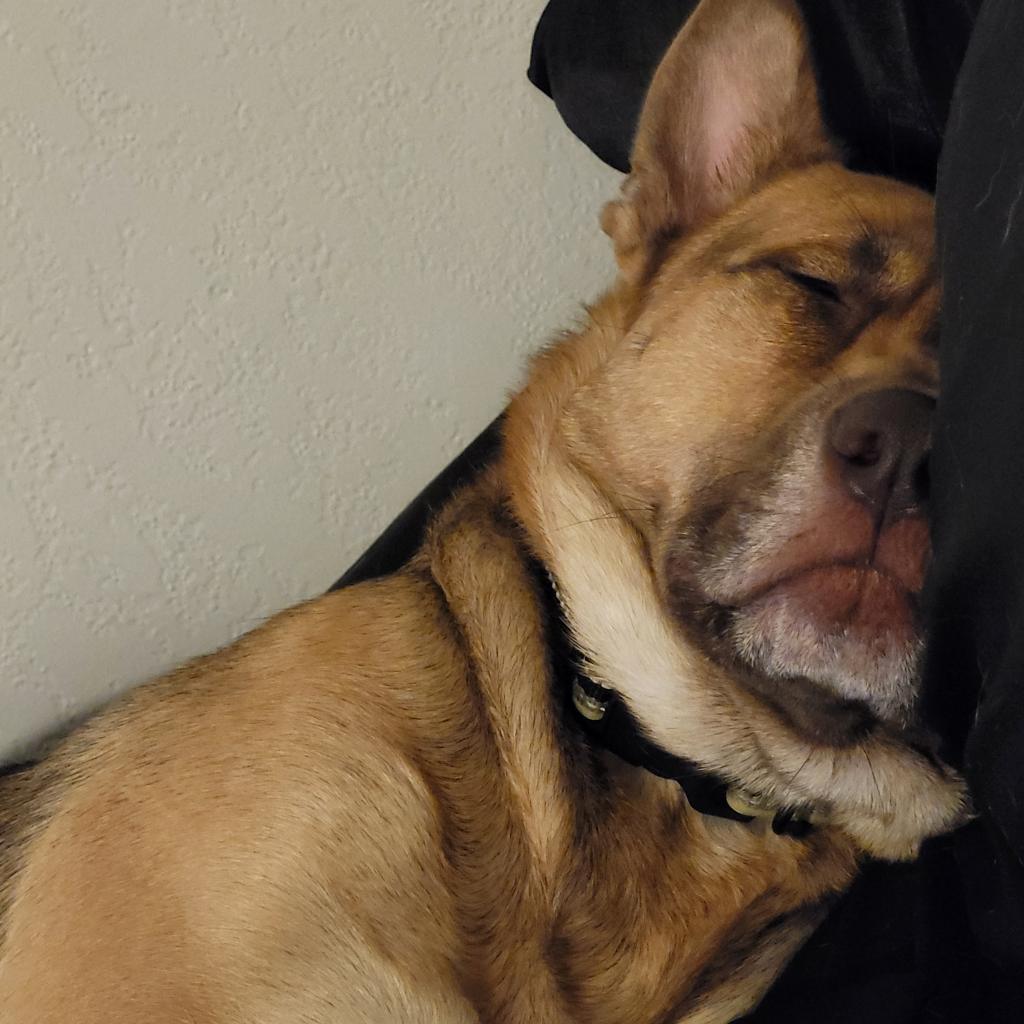Coco, an adoptable German Shepherd Dog in Mankato, MN, 56001 | Photo Image 4