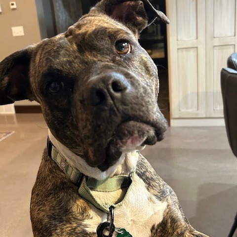 Vienna, an adoptable Boxer in Sioux Falls, SD, 57106 | Photo Image 1