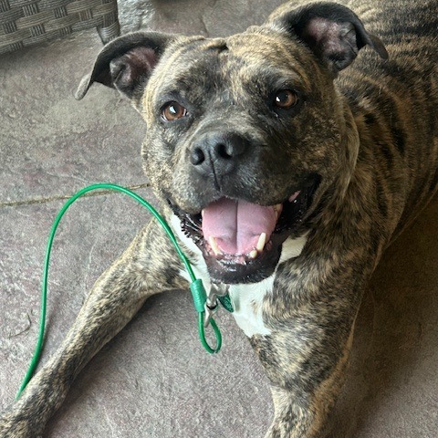Vienna, an adoptable Boxer in Sioux Falls, SD, 57106 | Photo Image 1