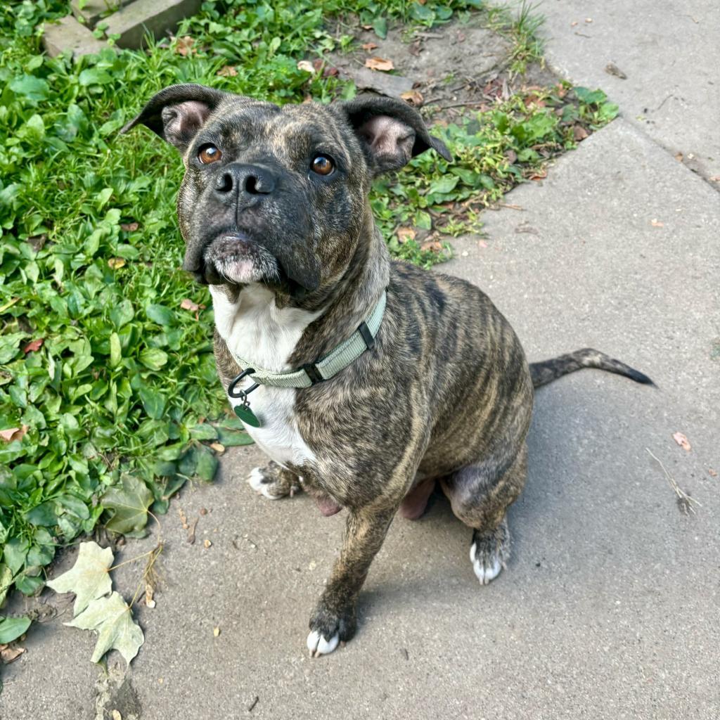 Vienna, an adoptable Boxer in Sioux Falls, SD, 57106 | Photo Image 2