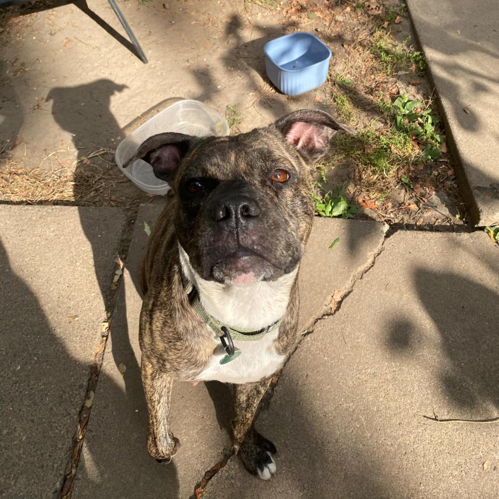 Vienna, an adoptable Boxer in Sioux Falls, SD, 57106 | Photo Image 3