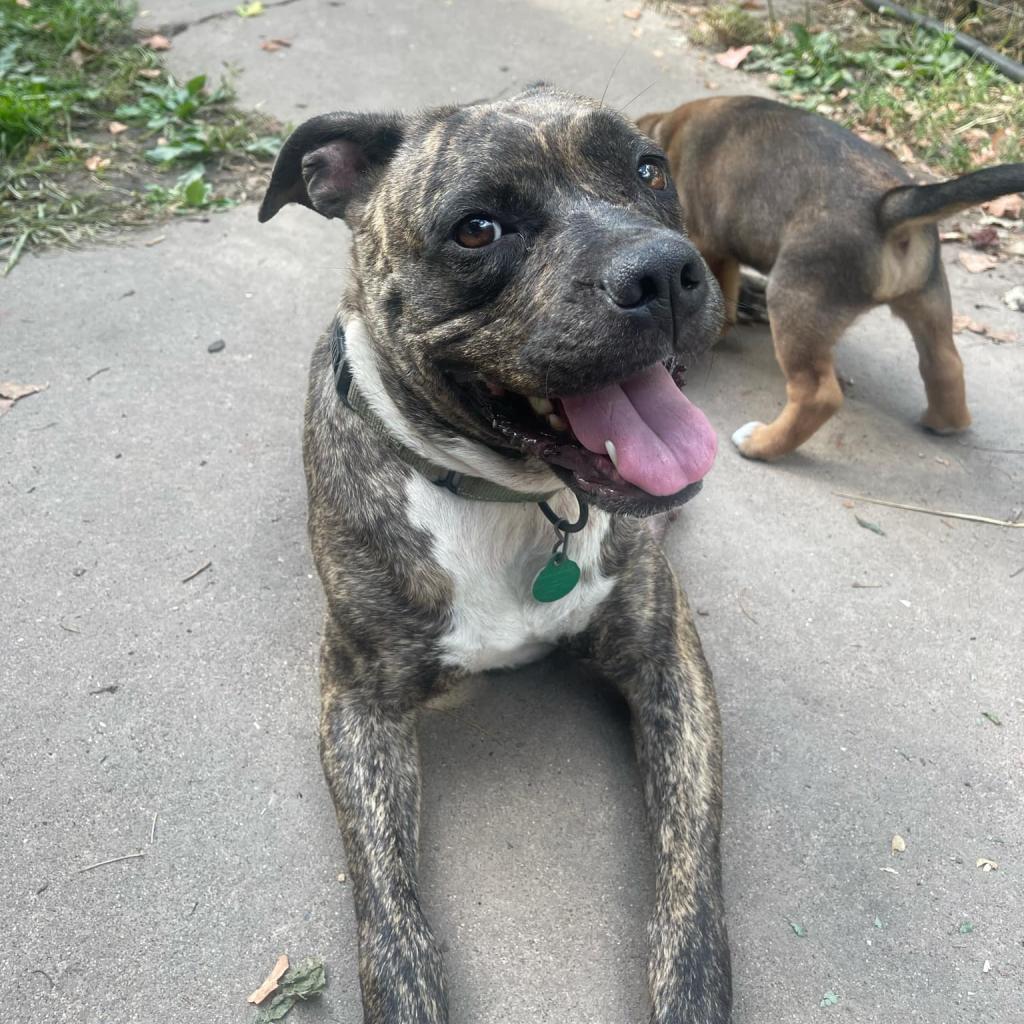 Vienna, an adoptable Boxer in Sioux Falls, SD, 57106 | Photo Image 4