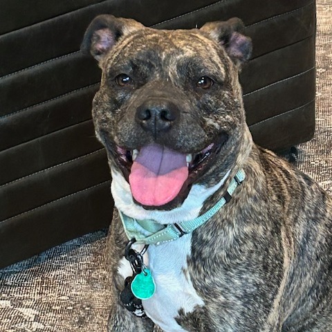 Vienna, an adoptable Boxer in Sioux Falls, SD, 57106 | Photo Image 6