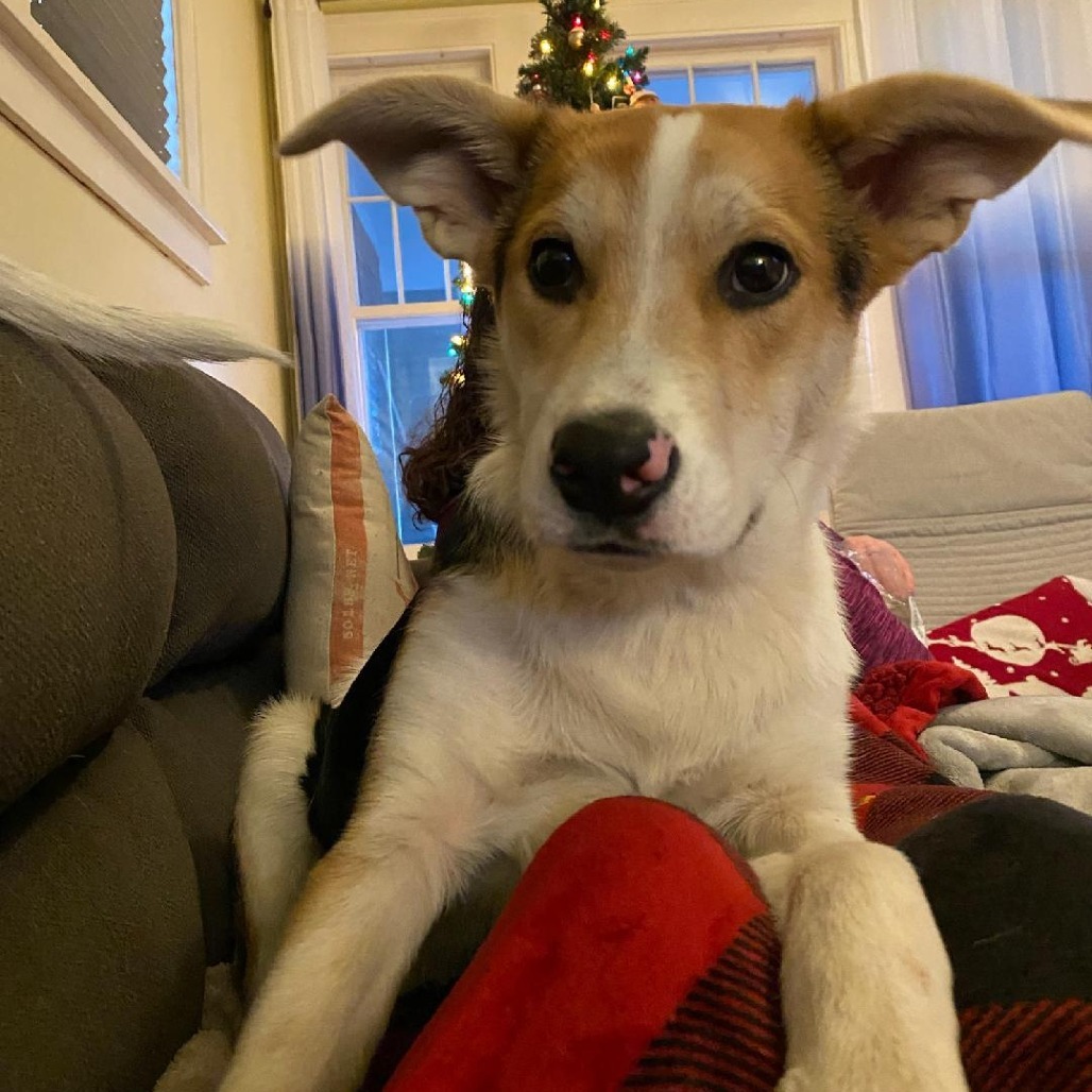 Onyx, an adoptable Mixed Breed in Mankato, MN, 56001 | Photo Image 1