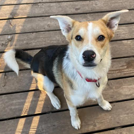 Onyx, an adoptable Mixed Breed in Mankato, MN, 56001 | Photo Image 1