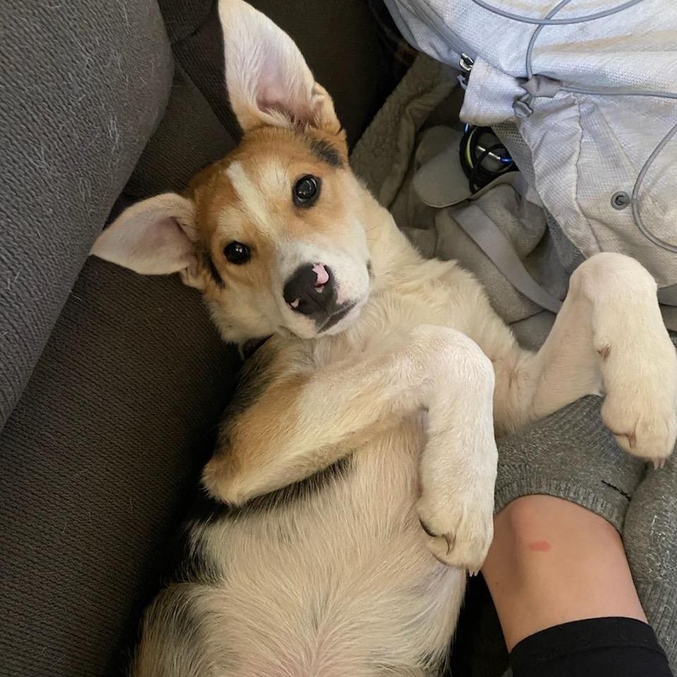 Onyx, an adoptable Mixed Breed in Mankato, MN, 56001 | Photo Image 2