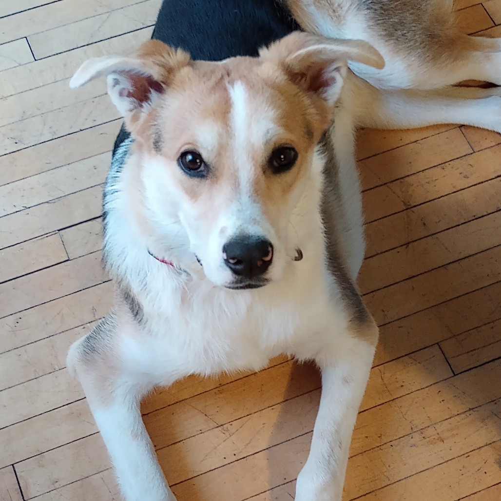 Onyx, an adoptable Mixed Breed in Mankato, MN, 56001 | Photo Image 4