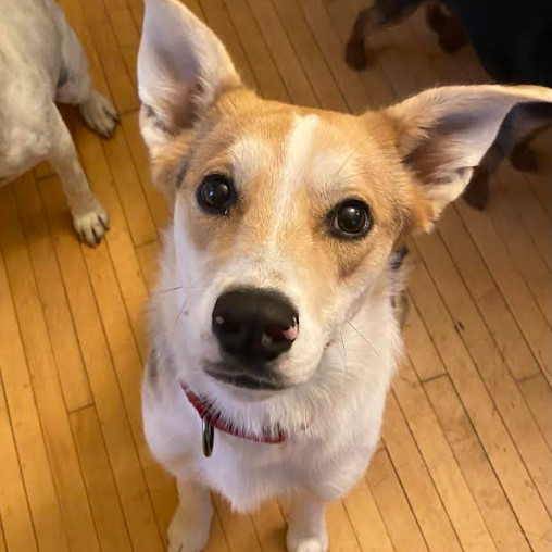 Onyx, an adoptable Mixed Breed in Mankato, MN, 56001 | Photo Image 6