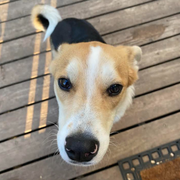 Onyx, an adoptable Mixed Breed in Mankato, MN, 56001 | Photo Image 6