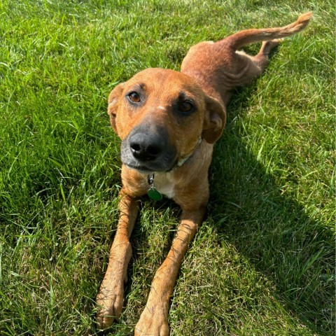 Gloria, an adoptable Mixed Breed in Sioux Falls, SD, 57106 | Photo Image 1