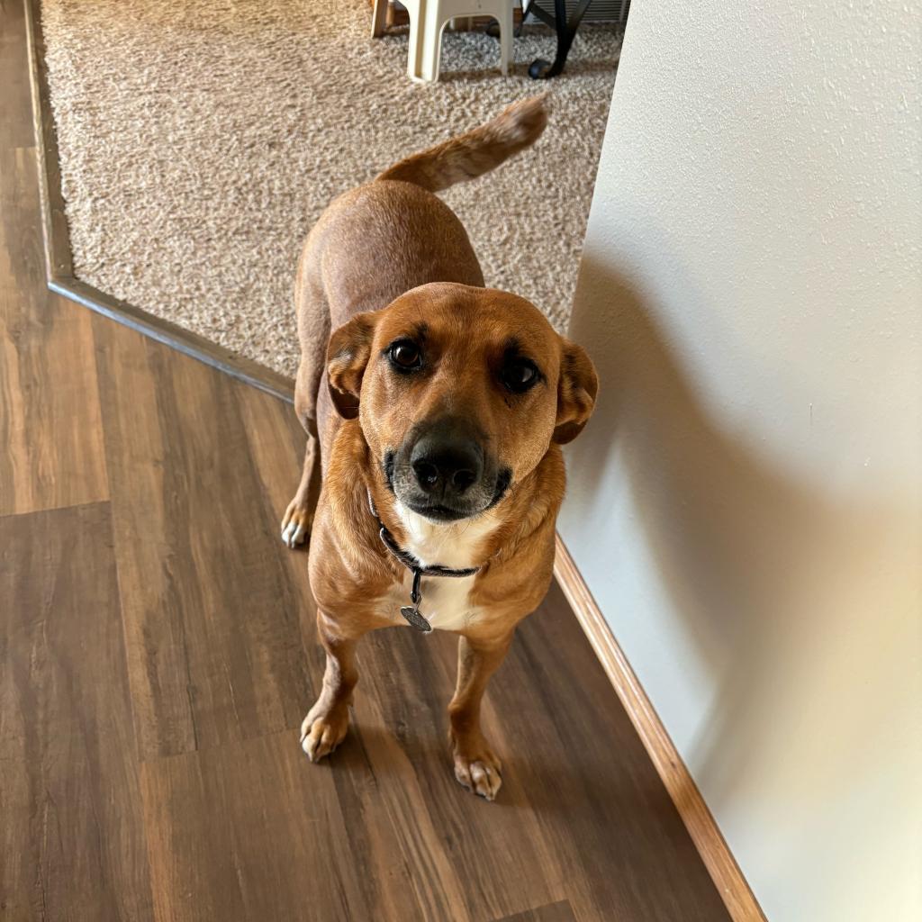 Gloria, an adoptable Mixed Breed in Sioux Falls, SD, 57106 | Photo Image 1