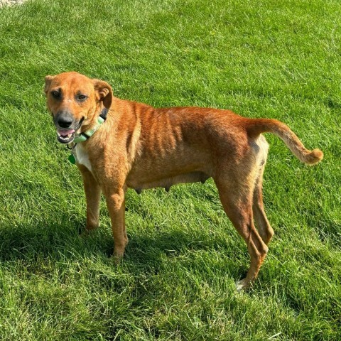 Gloria, an adoptable Mixed Breed in Sioux Falls, SD, 57106 | Photo Image 2