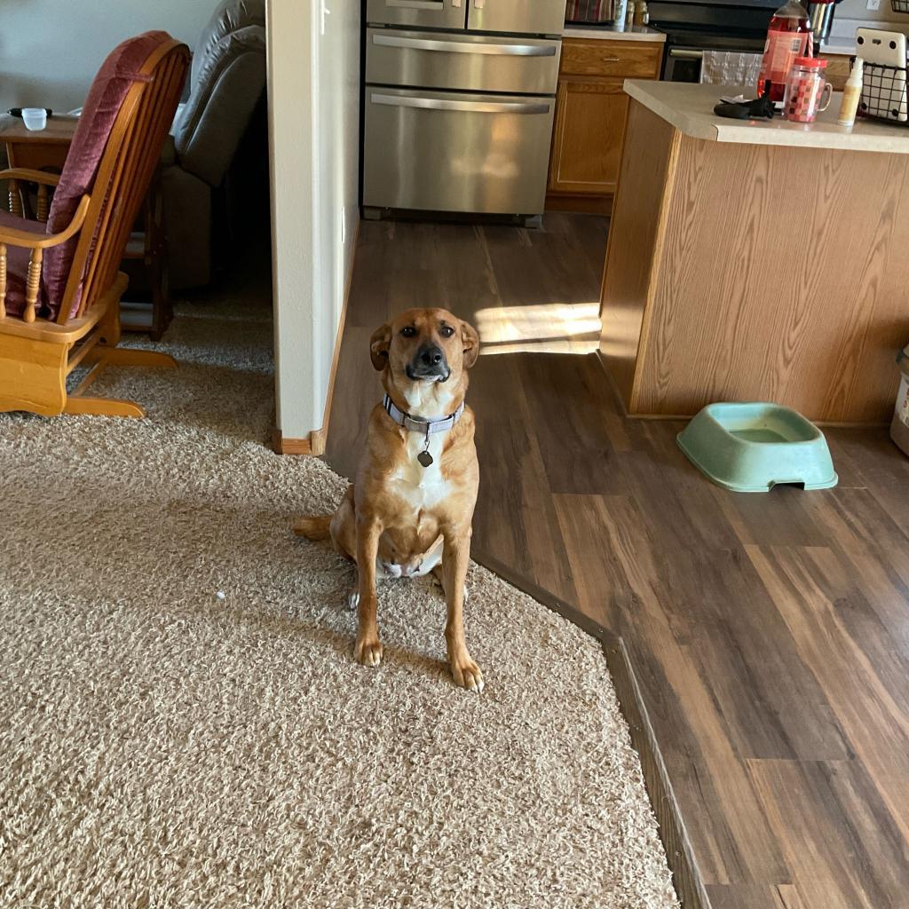 Gloria, an adoptable Mixed Breed in Sioux Falls, SD, 57106 | Photo Image 2