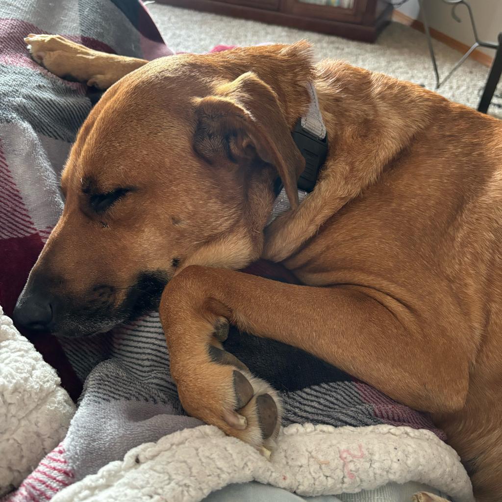 Gloria, an adoptable Mixed Breed in Sioux Falls, SD, 57106 | Photo Image 3