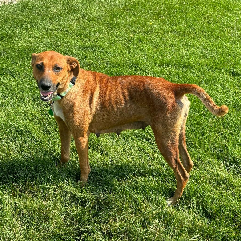 Gloria, an adoptable Mixed Breed in Sioux Falls, SD, 57106 | Photo Image 4
