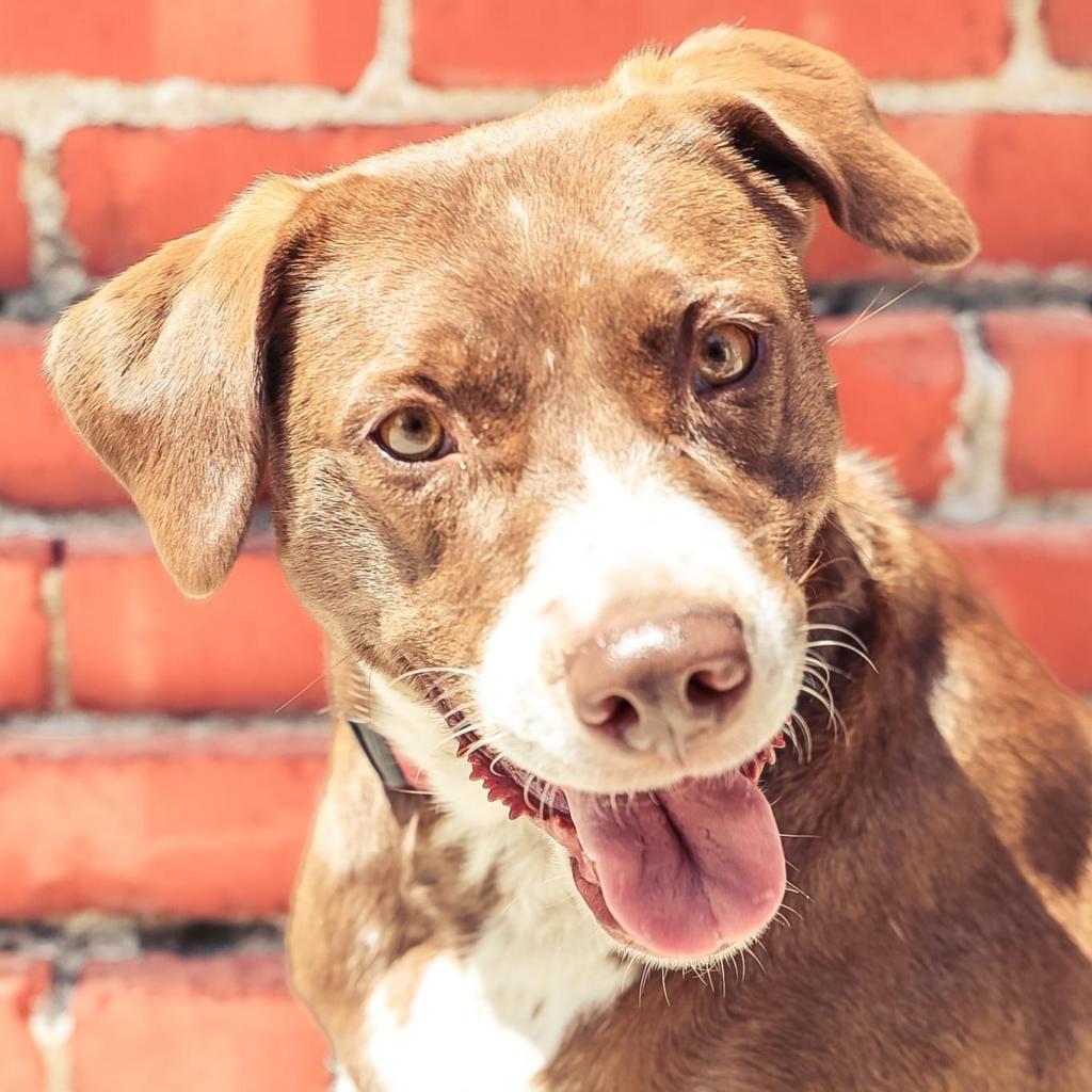Sequoia, an adoptable Weimaraner, Husky in Kansas City, MO, 64110 | Photo Image 1