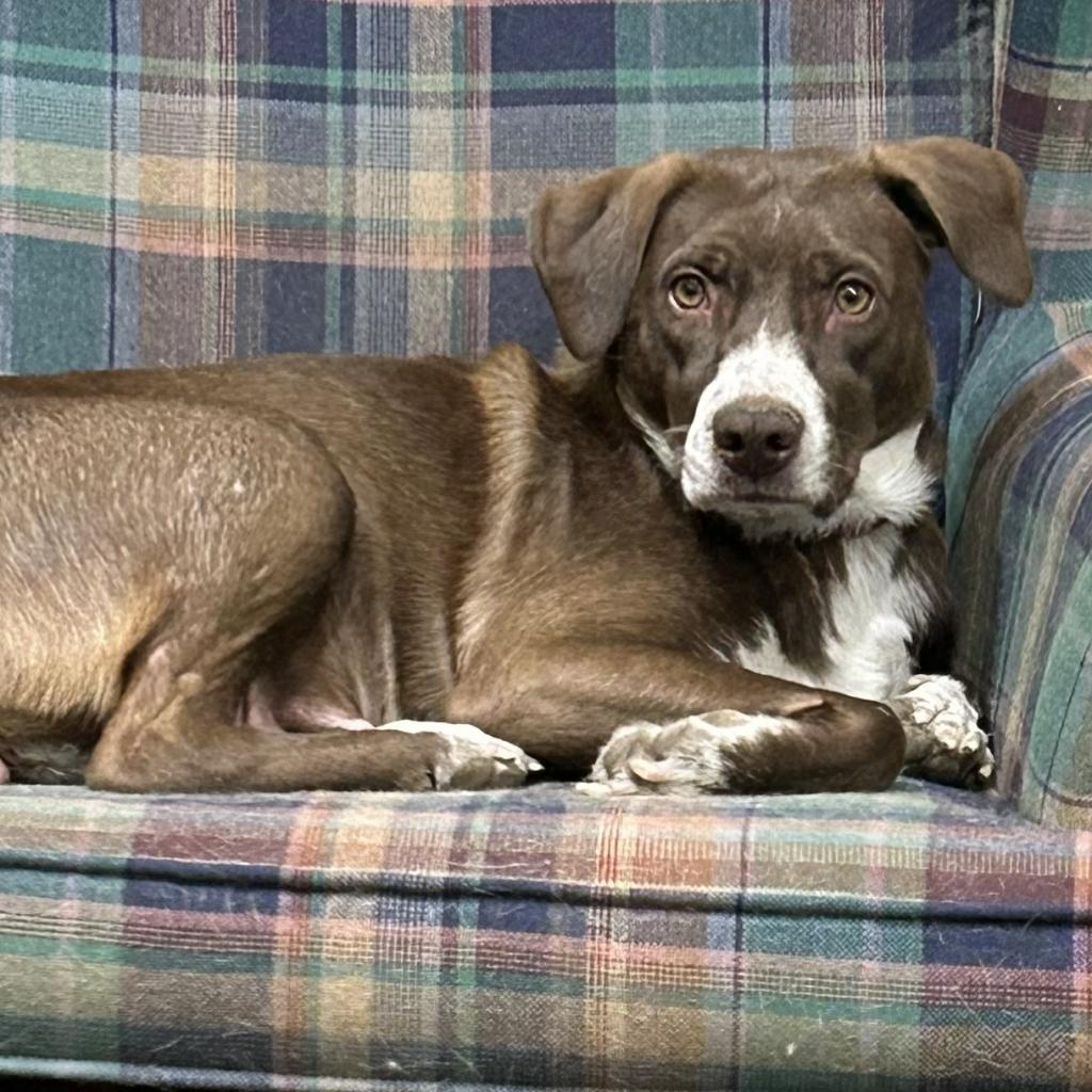 Sequoia, an adoptable Weimaraner, Husky in Kansas City, MO, 64110 | Photo Image 4