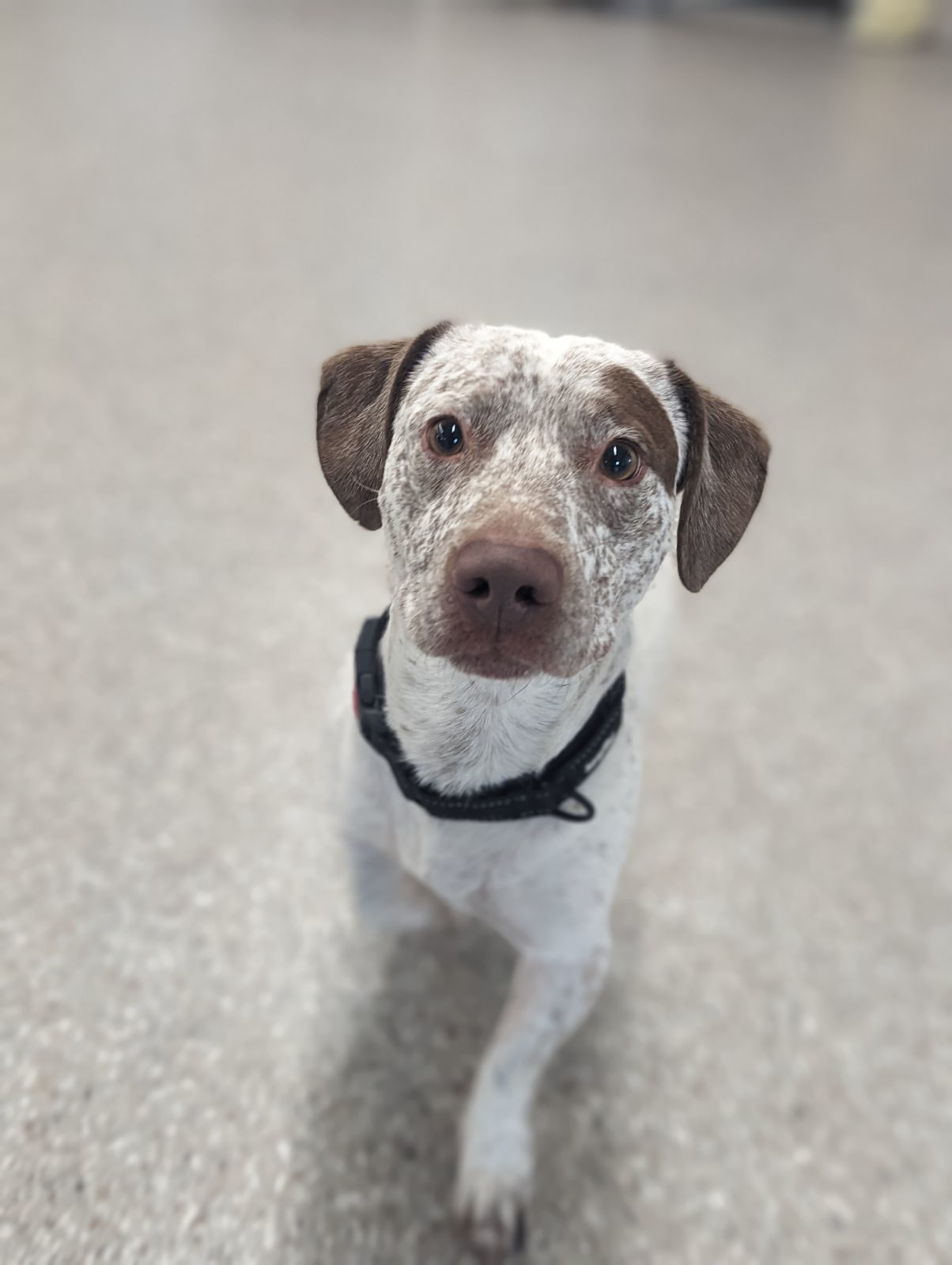 Scrappy, an adoptable Basset Hound in Polson, MT, 59860 | Photo Image 1