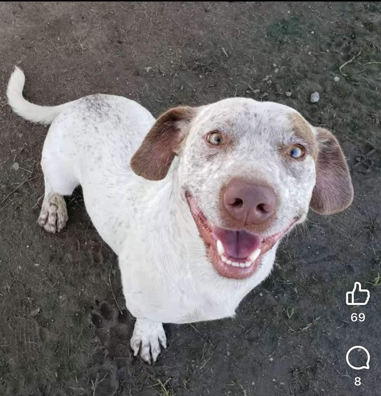 Scrappy, an adoptable Dachshund in Polson, MT, 59860 | Photo Image 2