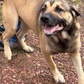 Lobo, an adoptable German Shepherd Dog in Marshall, TX, 75671 | Photo Image 2