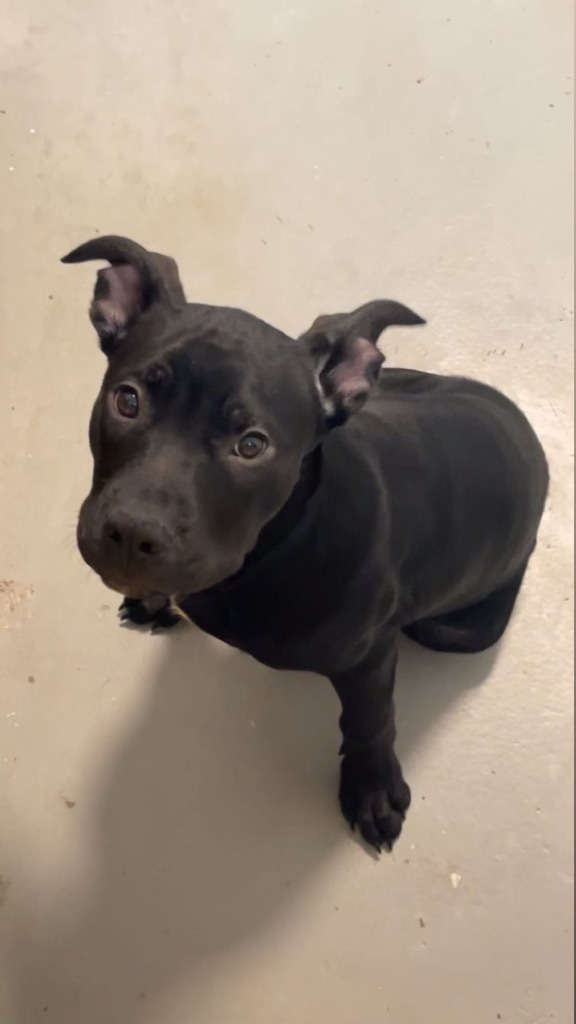 Dog for adoption Candy_Skittles, a Mixed Breed in Crandon, WI Petfinder