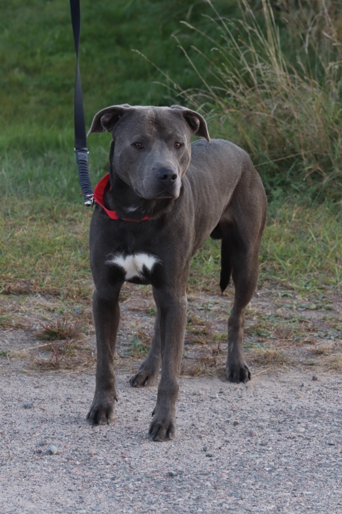 Brody, an adoptable Mixed Breed in Crandon, WI, 54520 | Photo Image 1