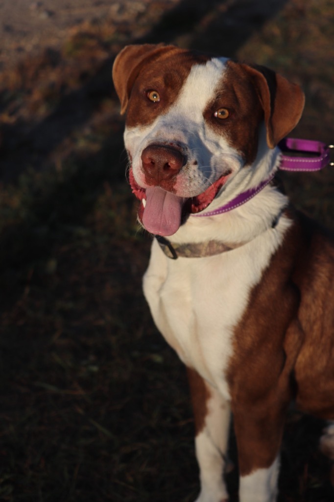 Beanz, an adoptable Mixed Breed in Crandon, WI, 54520 | Photo Image 1