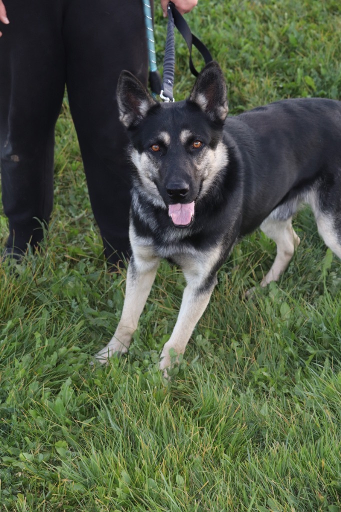 Dog for adoption Joost, a German Shepherd Dog in Crandon, WI Petfinder