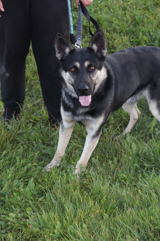 Joost, an adoptable German Shepherd Dog in Crandon, WI, 54520 | Photo Image 1