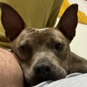 LOUISE Mixed Breed Dog