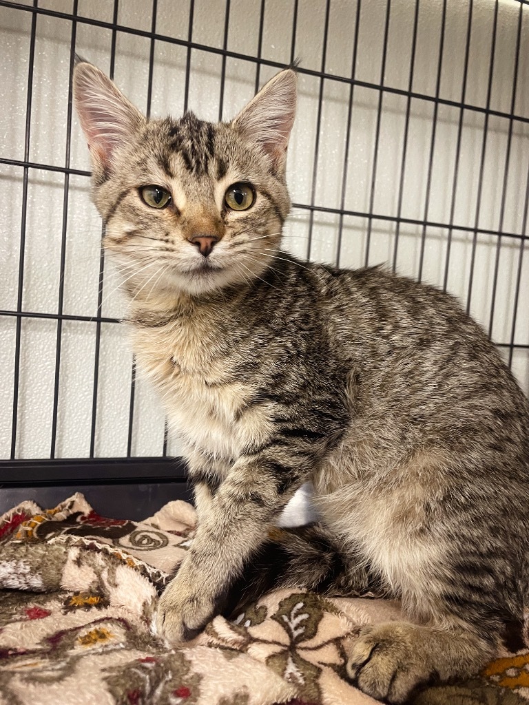 Rose, an adoptable Domestic Short Hair in Rock Springs, WY, 82901 | Photo Image 1