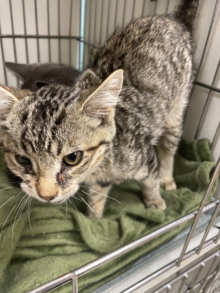 Rose, an adoptable Domestic Short Hair in Rock Springs, WY, 82901 | Photo Image 2