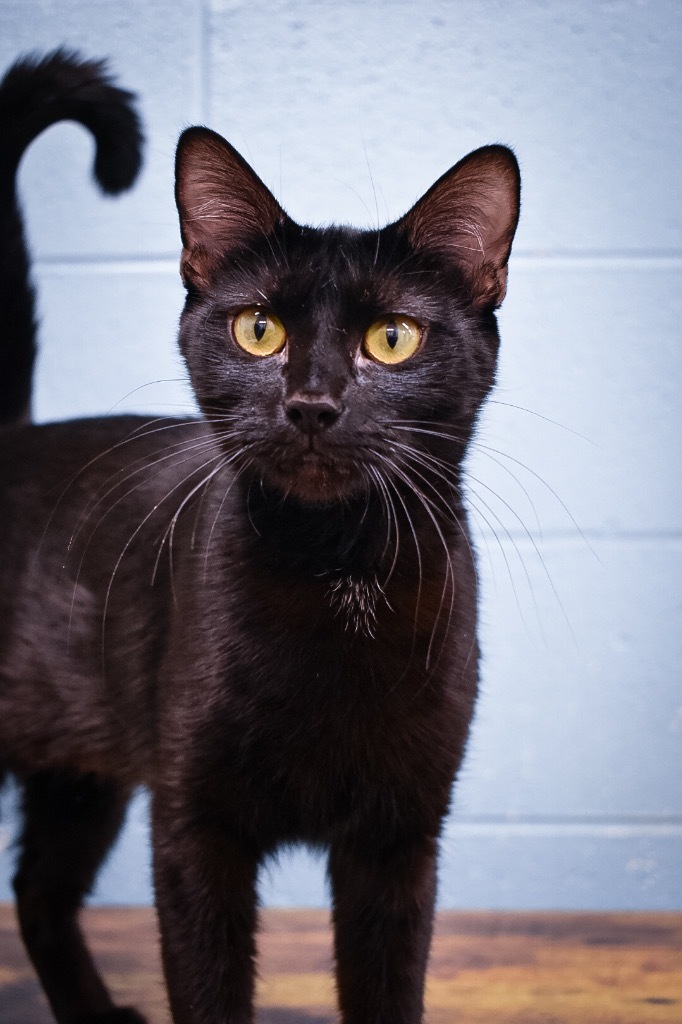 Allison, an adoptable Domestic Short Hair in Rock Springs, WY, 82901 | Photo Image 1