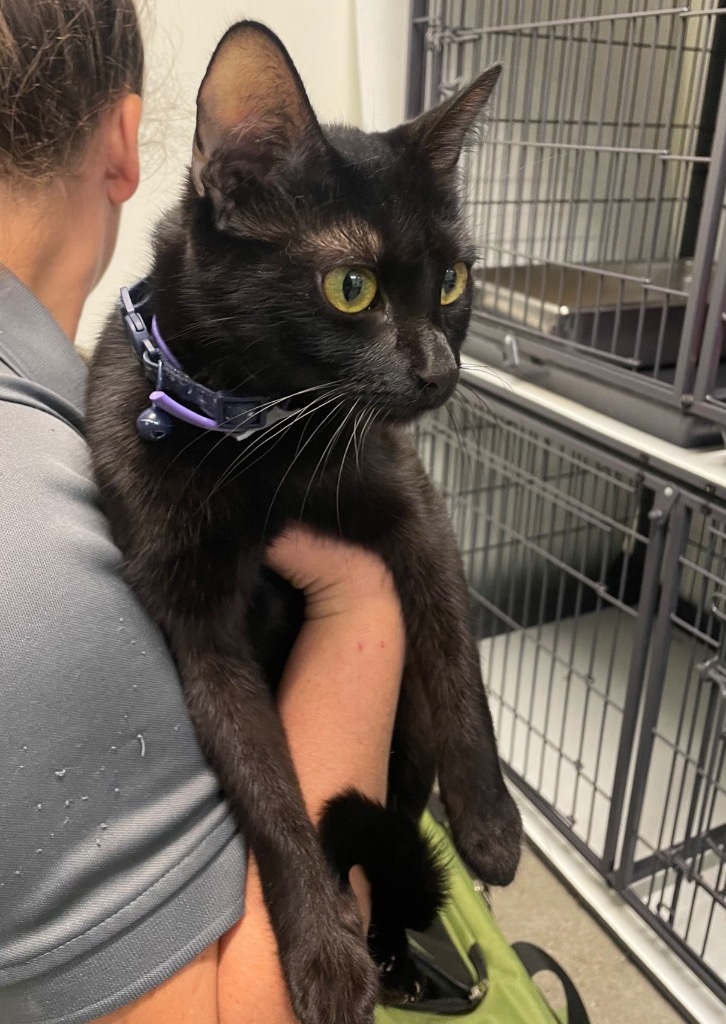 Allison, an adoptable Domestic Short Hair in Rock Springs, WY, 82901 | Photo Image 2