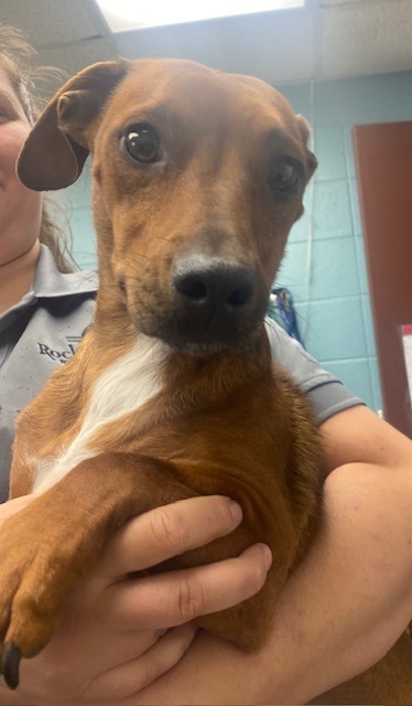 Acorn, an adoptable Dachshund, Pit Bull Terrier in Rock Springs, WY, 82901 | Photo Image 1