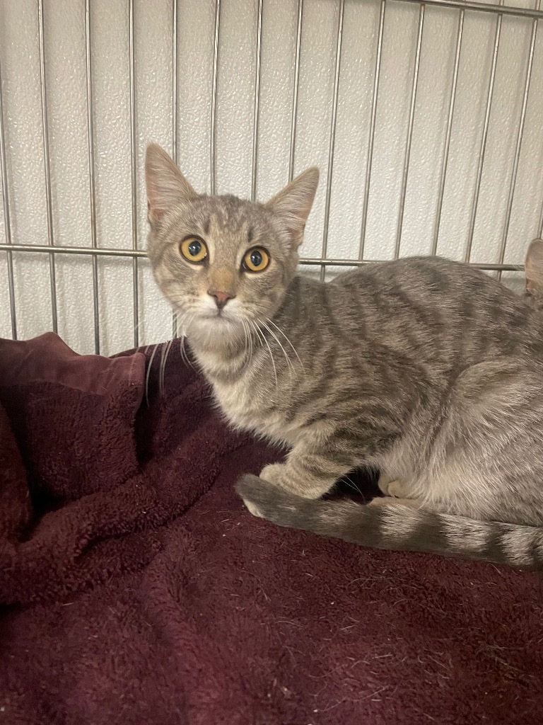 Gordo, an adoptable Domestic Medium Hair in Rock Springs, WY, 82901 | Photo Image 1