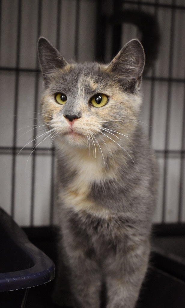 Banshee, an adoptable Domestic Medium Hair in Rock Springs, WY, 82901 | Photo Image 1