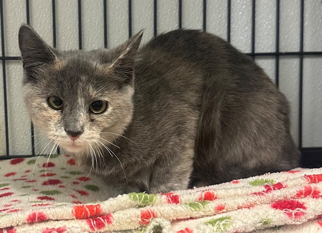 Banshee, an adoptable Domestic Medium Hair in Rock Springs, WY, 82901 | Photo Image 3