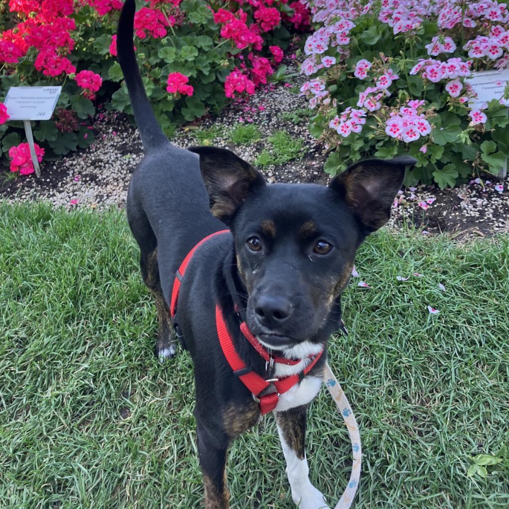 Bubbles, an adoptable Terrier in Fort Collins, CO, 80526 | Photo Image 1