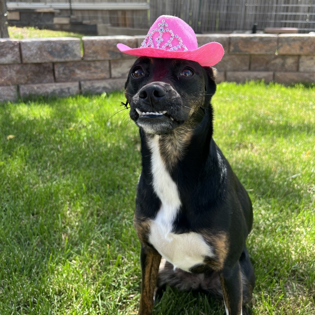 Bubbles, an adoptable Terrier in Fort Collins, CO, 80526 | Photo Image 1