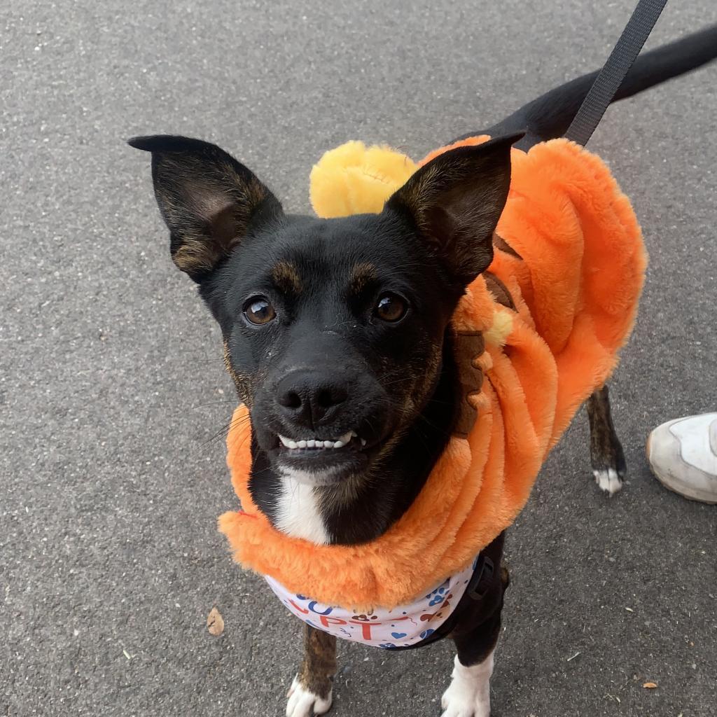 Bubbles, an adoptable Terrier in Fort Collins, CO, 80526 | Photo Image 2