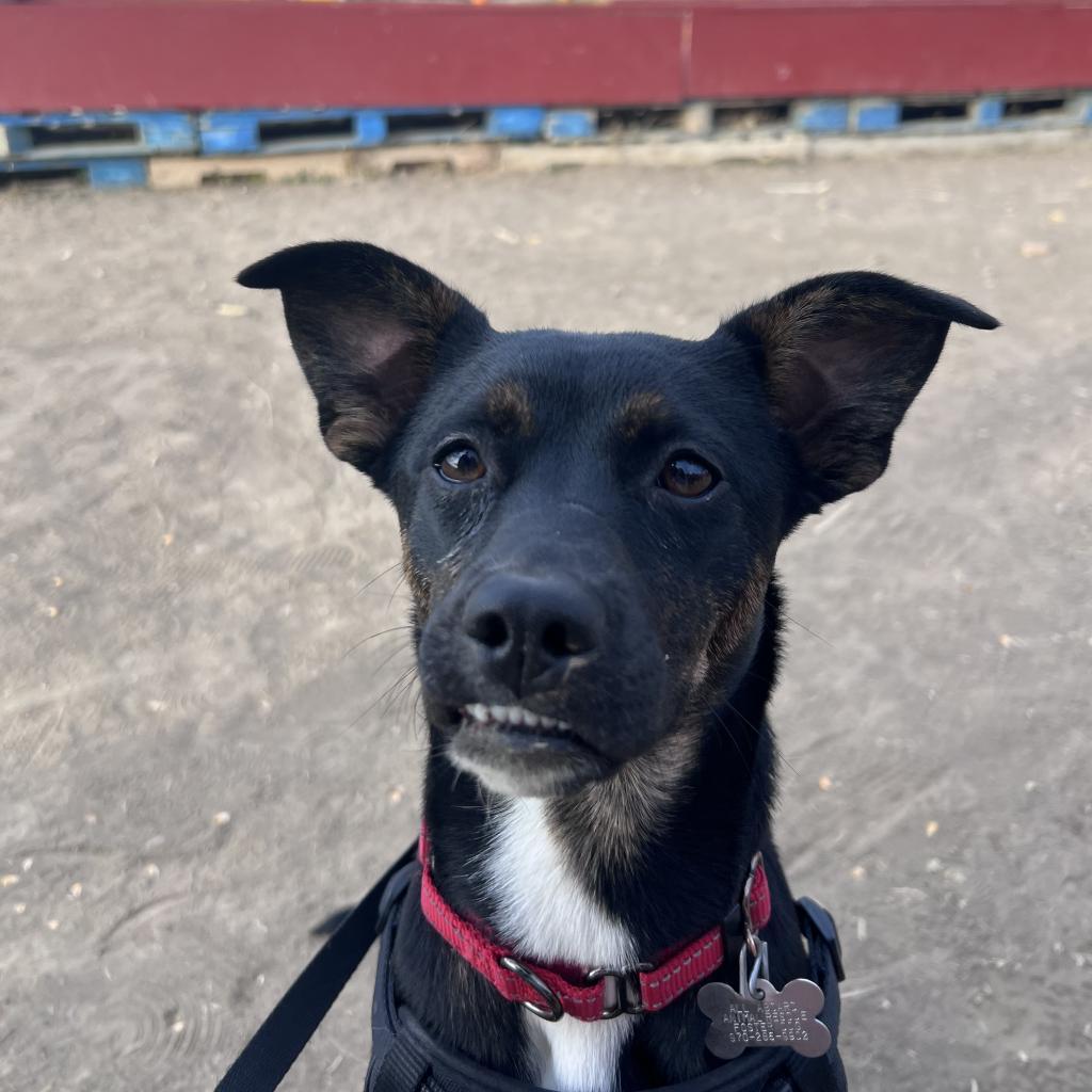 Bubbles, an adoptable Terrier in Fort Collins, CO, 80526 | Photo Image 3