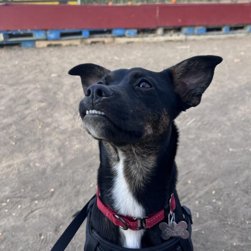 Bubbles, an adoptable Terrier in Fort Collins, CO, 80526 | Photo Image 4