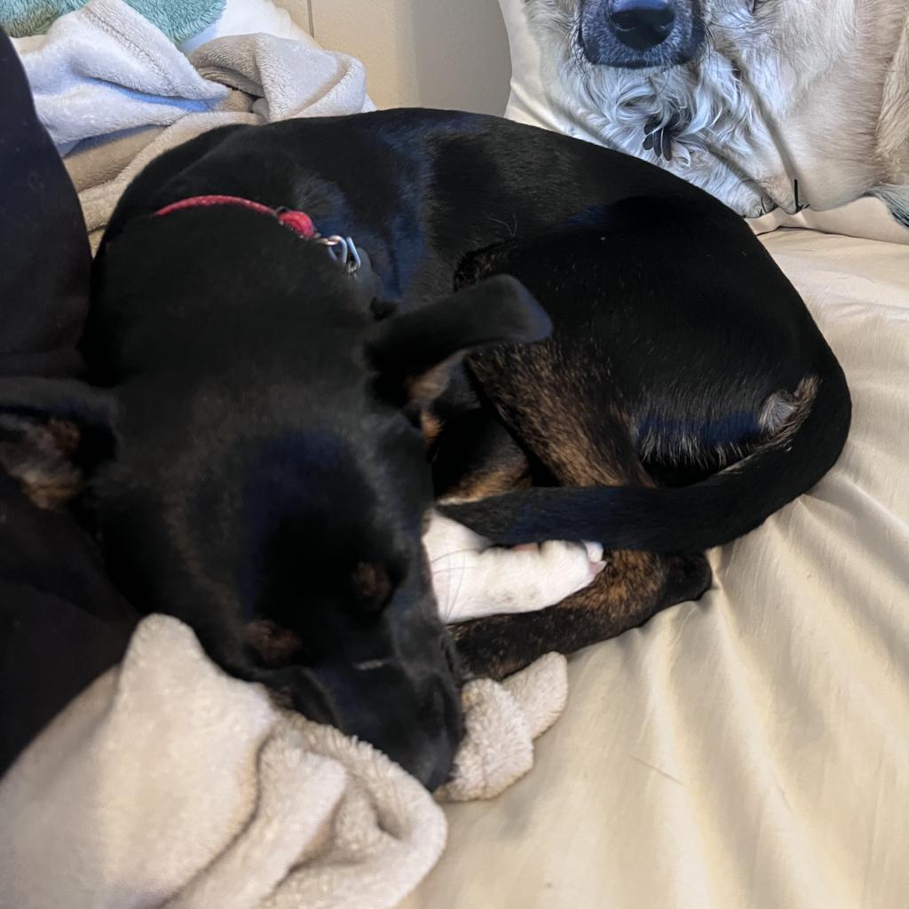 Bubbles, an adoptable Terrier in Fort Collins, CO, 80526 | Photo Image 5
