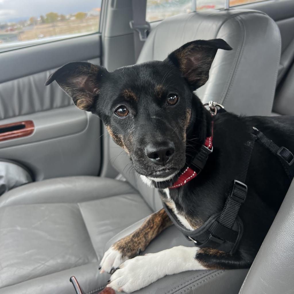 Bubbles, an adoptable Terrier in Fort Collins, CO, 80526 | Photo Image 6