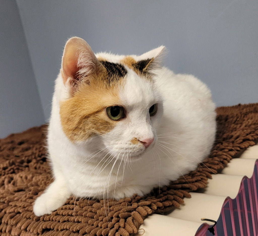 Mosaic Aka Momo, Patches