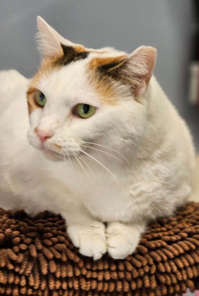 Mosaic Aka Momo, Patches